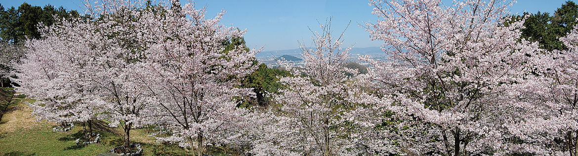 万葉の里・桜写真